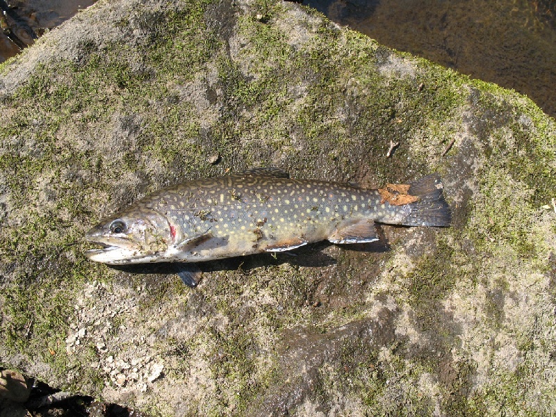 brookie3