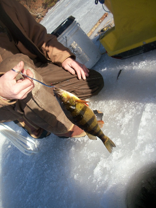 nice little perch ice fishin