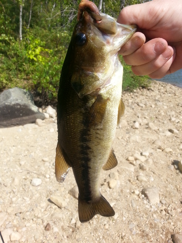 Tower Hill Bass 2015