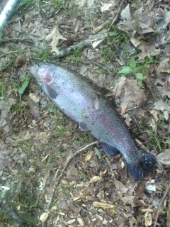 trout 13"