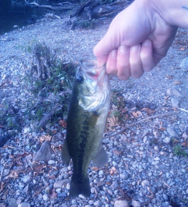 baby bass