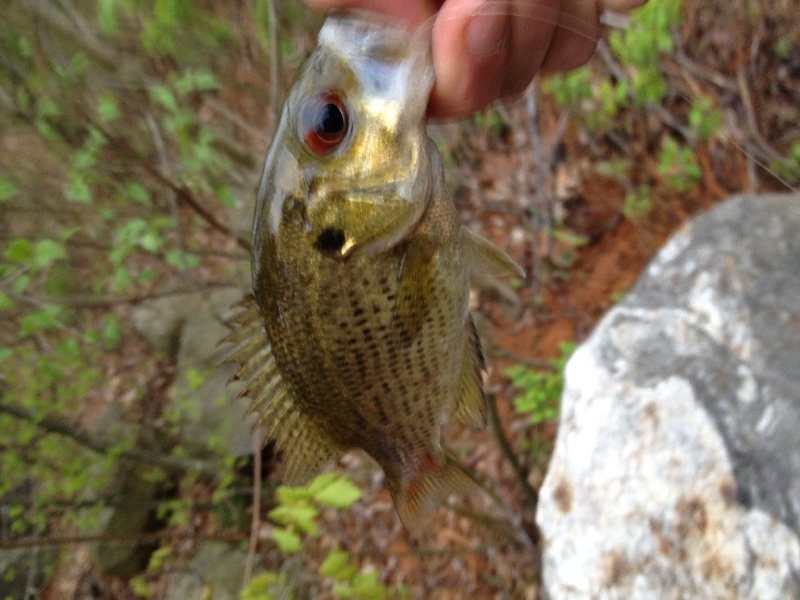 Rock Bass