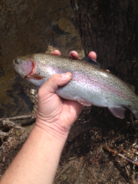 first trout of the season