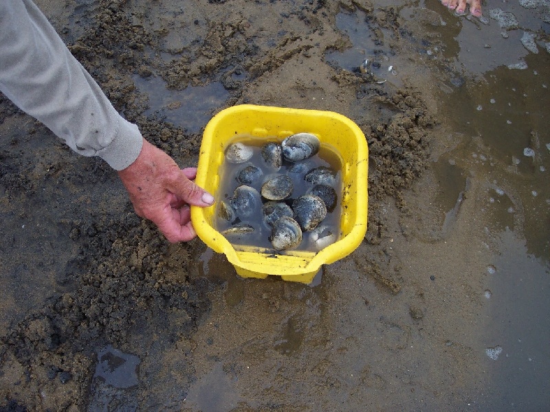 Bucket of Clams