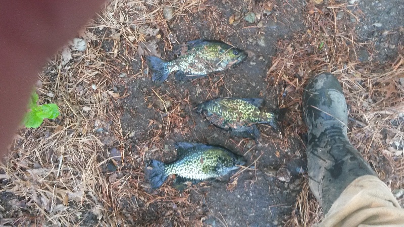 Buckmaster Crappies